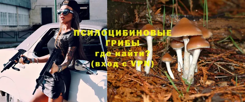 blacksprut зеркало  Железноводск  Галлюциногенные грибы Psilocybe 