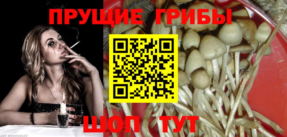 Псилоцибиновые грибы Psilocybe Железноводск